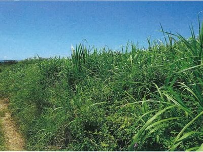 沖縄県国頭郡本部町 土地 228万円の競売物件 #2