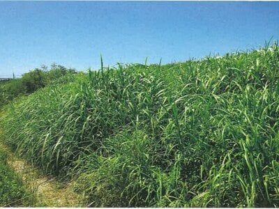 沖縄県国頭郡本部町 土地 228万円の競売物件 #3