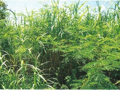 沖縄県国頭郡本部町 土地 228万円の競売物件 #4