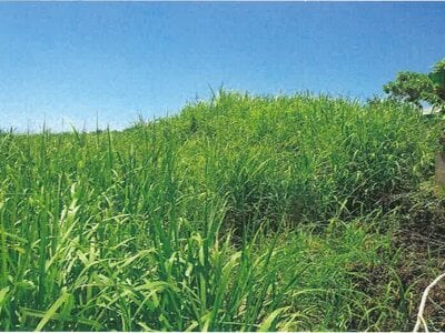 沖縄県国頭郡本部町 土地 228万円の競売物件 #6