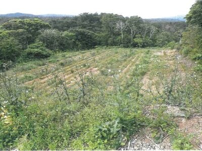 沖縄県国頭郡大宜味村 農地 275万円の競売物件 #2