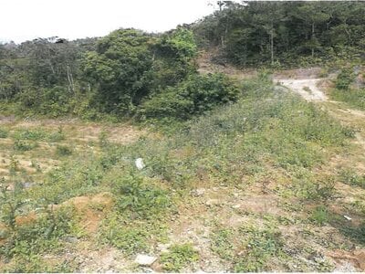 沖縄県国頭郡大宜味村 農地 275万円の競売物件 #4