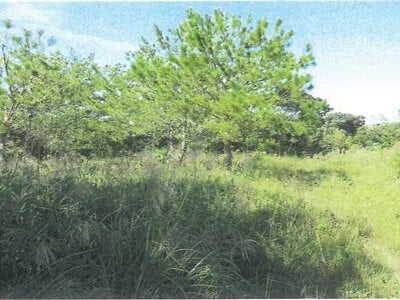 沖縄県国頭郡大宜味村 農地 338万円の競売物件 #10