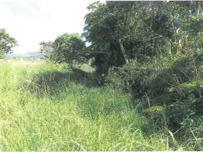 沖縄県国頭郡大宜味村 農地 338万円の競売物件 #11