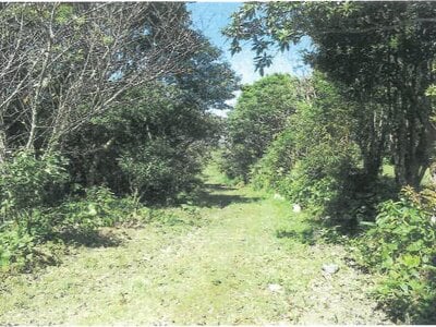 沖縄県国頭郡大宜味村 農地 338万円の競売物件 #7