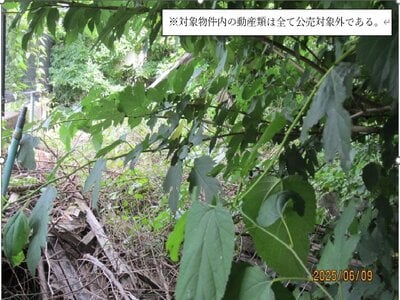 東京都江戸川区 一之江駅11分 土地 286万円の官公庁公売物件 #4