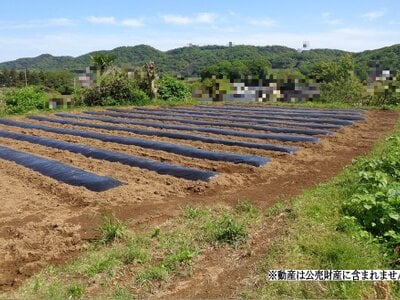 (値下げ) 神奈川県平塚市 大磯駅 農地 7万円の国税庁公売物件 #1