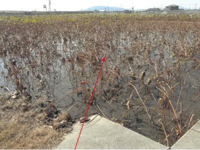 (値下げ) 徳島県徳島市 徳島駅 農地 273万円の競売物件 #1