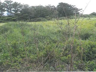 沖縄県国頭郡国頭村 農地 95万円の競売物件 #2