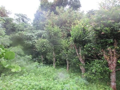 沖縄県国頭郡本部町 土地 306万円の国税庁公売物件 #2