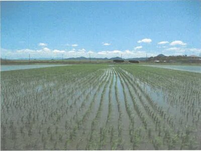 滋賀県守山市 野洲駅 農地 192万円の競売物件 #2