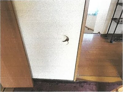 埼玉県川越市 笠幡駅14分 戸建て 686万円の競売物件 #15