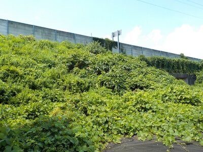 新潟県南魚沼郡湯沢町 岩原スキー場前駅6分 土地 224万円の官公庁公売物件 #6