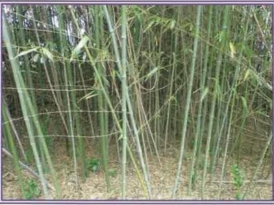 静岡県牧之原市 戸建て 132万円の競売物件 #4