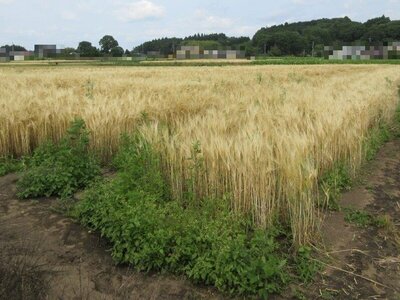 栃木県芳賀郡益子町 七井駅13分 農地 30万円の国税庁公売物件 #1