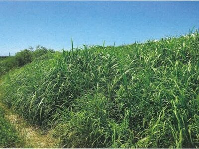 沖縄県国頭郡本部町 土地 240万円の競売物件 #3