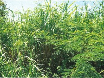 沖縄県国頭郡本部町 土地 240万円の競売物件 #4
