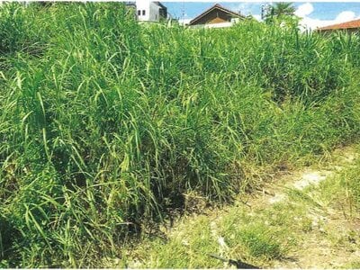 沖縄県国頭郡本部町 土地 240万円の競売物件 #7