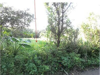 鹿児島県奄美市 農地 107万円の競売物件 #16