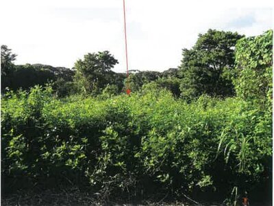鹿児島県奄美市 農地 107万円の競売物件 #18