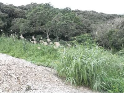 鹿児島県奄美市 農地 107万円の競売物件 #29