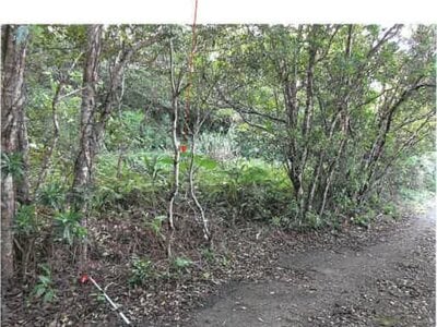 鹿児島県奄美市 農地 107万円の競売物件 #4