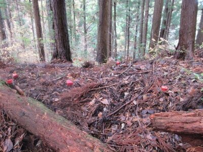 (値下げ) 茨城県久慈郡大子町 袋田駅 土地 34万円の国税庁公売物件 #2
