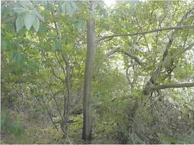 青森県三戸郡階上町 種差海岸駅 土地 15万円の競売物件 #1