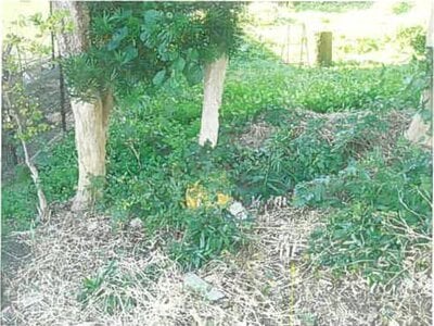 静岡県賀茂郡東伊豆町 伊豆稲取駅7分 戸建て 401万円の競売物件 #12