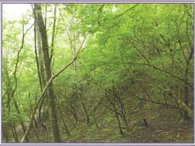 山梨県南都留郡山中湖村 土地 61万円の競売物件 #5