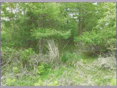 山梨県南都留郡山中湖村 農地 48万円の競売物件 #2