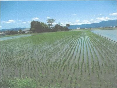 滋賀県守山市 野洲駅 農地 192万円の競売物件 #1