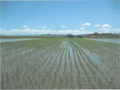 滋賀県守山市 野洲駅 農地 192万円の競売物件 #2