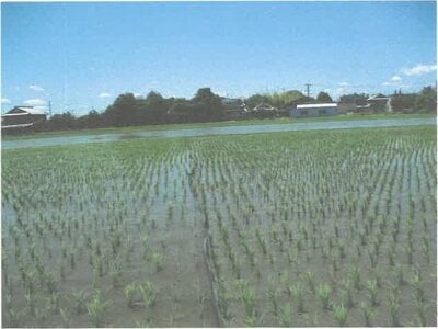 滋賀県守山市 野洲駅 農地 192万円の競売物件 #3