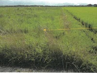 鹿児島県出水市 高尾野駅 農地 517万円の競売物件 #5