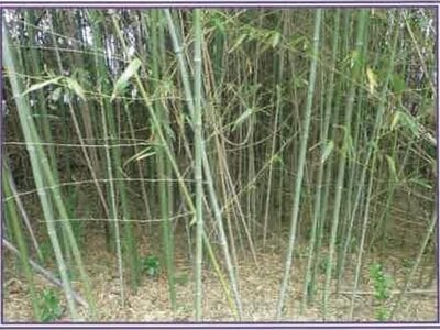 (値下げ) 静岡県牧之原市 戸建て 94万円の競売物件 #4