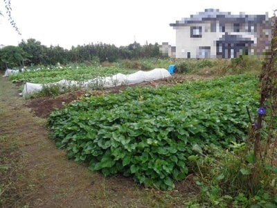 群馬県北群馬郡吉岡町 渋川駅 農地 49万円の国税庁公売物件 #2