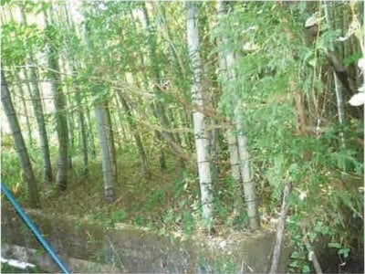 静岡県藤枝市 藤枝駅 農地 86万円の競売物件 #2