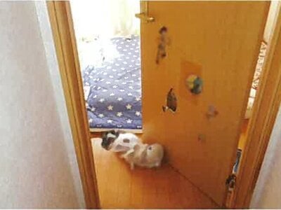 島根県松江市 揖屋駅12分 戸建て 711万円の競売物件 #21