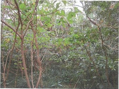 (値下げ) 東京都大島町 土地 172万円の競売物件 #6