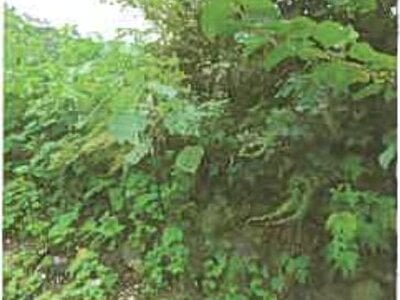 滋賀県長浜市 河毛駅 土地 173万円の競売物件 #4