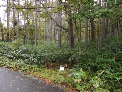 長野県木曽郡木曽町 土地 9万円の官公庁公売物件 #2