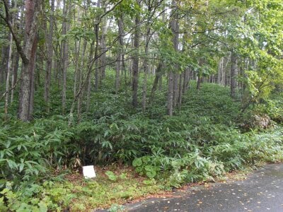 長野県木曽郡木曽町 土地 9万円の官公庁公売物件 #3