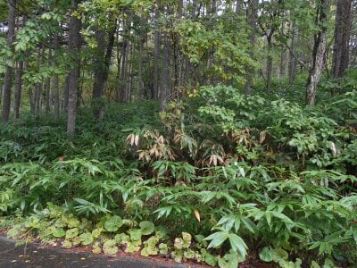 長野県木曽郡木曽町 土地 9万円の官公庁公売物件 #5