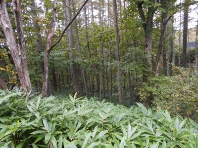 長野県木曽郡木曽町 土地 9万円の官公庁公売物件 #6