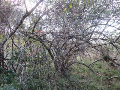 三重県伊勢市 田丸駅 土地 99万円の官公庁公売物件 #8