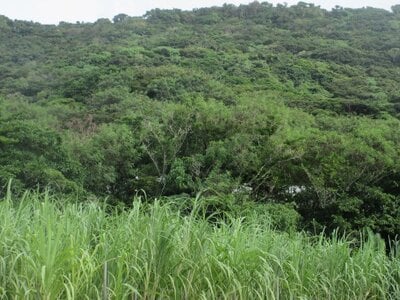 沖縄県南城市 首里駅 土地 581万円の国税庁公売物件 #2