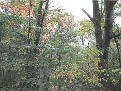 (値下げ) 岐阜県高山市 土地 103万円の競売物件 #7