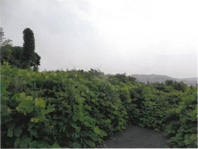 神奈川県横須賀市 衣笠駅8分 土地 1,741万円の競売物件 #6