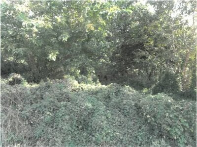 (値下げ) 徳島県吉野川市 鴨島駅19分 戸建て 487万円の競売物件 #19